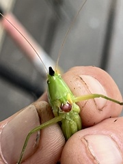 Neoconocephalus nebrascensis