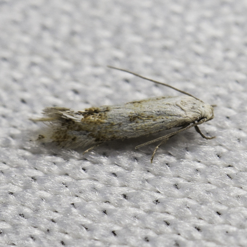 iNaturalist observation photo of Butterflies and Moths