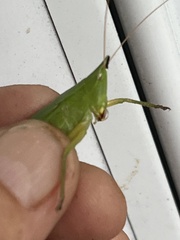 Neoconocephalus nebrascensis