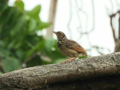 Mirafra erythrocephala
