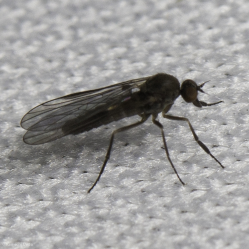 iNaturalist observation photo of Balloon Flies