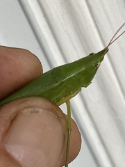 Neoconocephalus nebrascensis