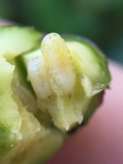 Procecidochares utilis