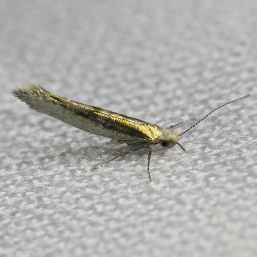 iNaturalist observation photo of Argents