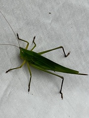 Neoconocephalus nebrascensis