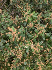 Pomaderris paniculosa