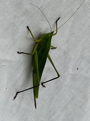Neoconocephalus nebrascensis