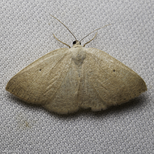 iNaturalist observation photo of Geometer Moths