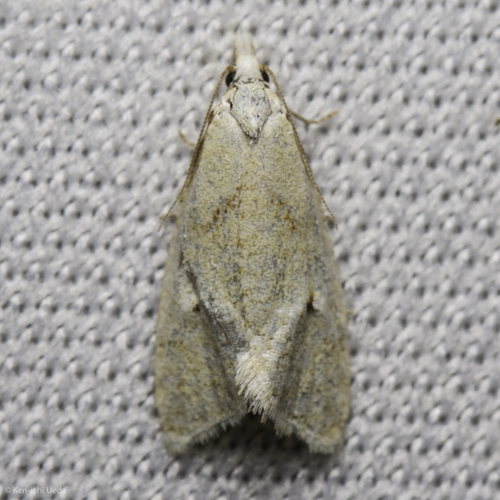 iNaturalist observation photo of Cochylini