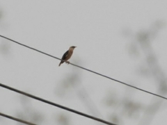 Acridotheres leucocephalus