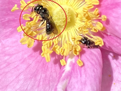 iNaturalist observation photo of Zadontomerus