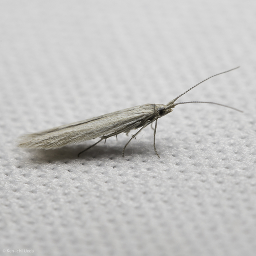 iNaturalist observation photo of Casebearers