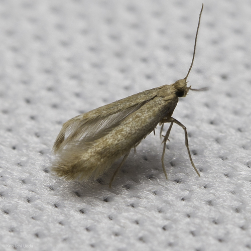 iNaturalist observation photo of Butterflies and Moths