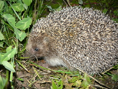 Erinaceus roumanicus