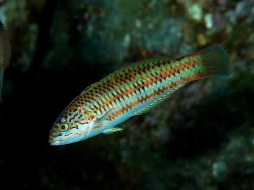 Christmas Wrasse