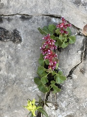 Telesonix heucheriformis