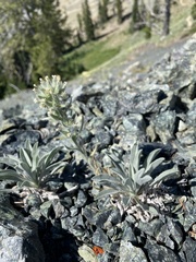 Oreocarya thompsonii