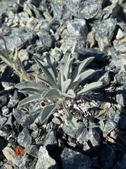 Oreocarya thompsonii