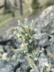 Oreocarya thompsonii