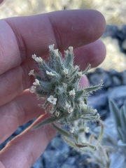 Oreocarya thompsonii