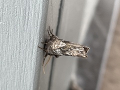 Lithomoia germana
