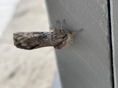 Lithomoia germana