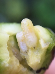 Procecidochares utilis