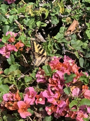 Papilio rutulus
