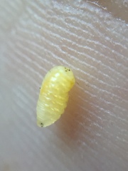 Procecidochares utilis