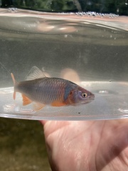 Cyprinella lutrensis