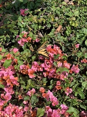 Papilio rutulus