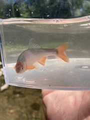 Cyprinella lutrensis