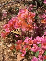 Papilio rutulus