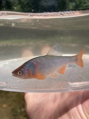 Cyprinella lutrensis