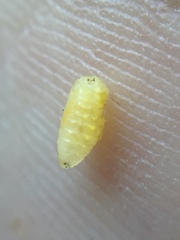 Procecidochares utilis