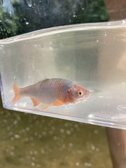 Cyprinella lutrensis