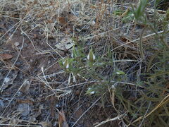 Cordylanthus rigidus rigidus