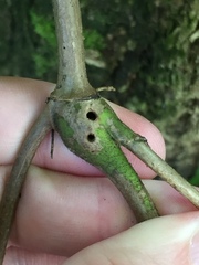 Procecidochares utilis