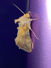 Argyrogramma verruca
