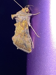 Argyrogramma verruca