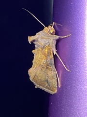 Argyrogramma verruca
