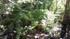 Thelypteris palustris