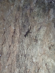 Cnemaspis goaensis
