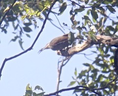 Ptiloris paradiseus