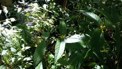 Lysimachia vulgaris