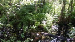 Thelypteris palustris