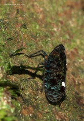 Penthicodes bimaculatus