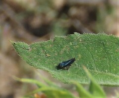 Graphocephala lugubris