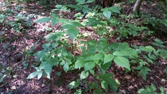 Rubus idaeus