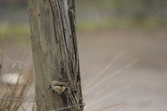 Acanthiza pusilla diemenensis